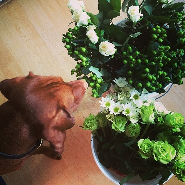 Watson loves flowers too